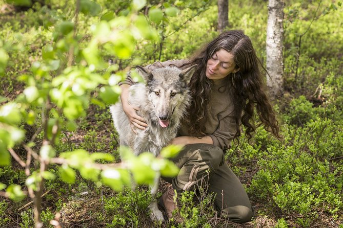 Meet Taivas & the Arctic Wolves - Private Tour - Meeting Arctic wolfdogs outside Ranua