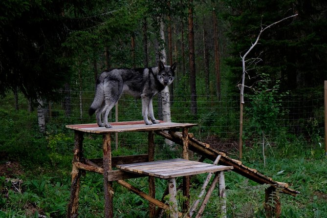 Meet Taivas & the Arctic Wolves - Private Tour - What makes wolfdogs different from domestic dogs
