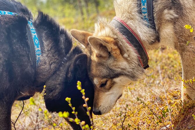 Meet Taivas & the Arctic Wolves - Private Tour - Age rules and animal safety