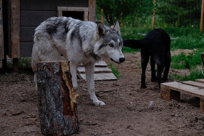 Meet Taivas & the Arctic Wolves - Private Tour - Planning the journey from Rovaniemi