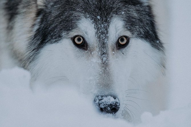 Meet Taivas & the Arctic Wolves - Private Tour - Who will enjoy this experience most