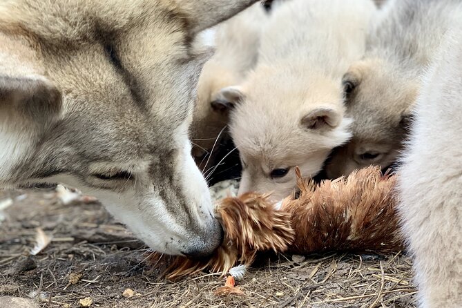 Meet Taivas & the Arctic Wolves - Private Tour - Meeting the farm’s goats and chickens
