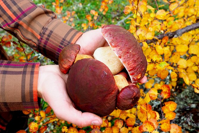 Mushroom Hunting in a National Park - Who will enjoy this experience most?