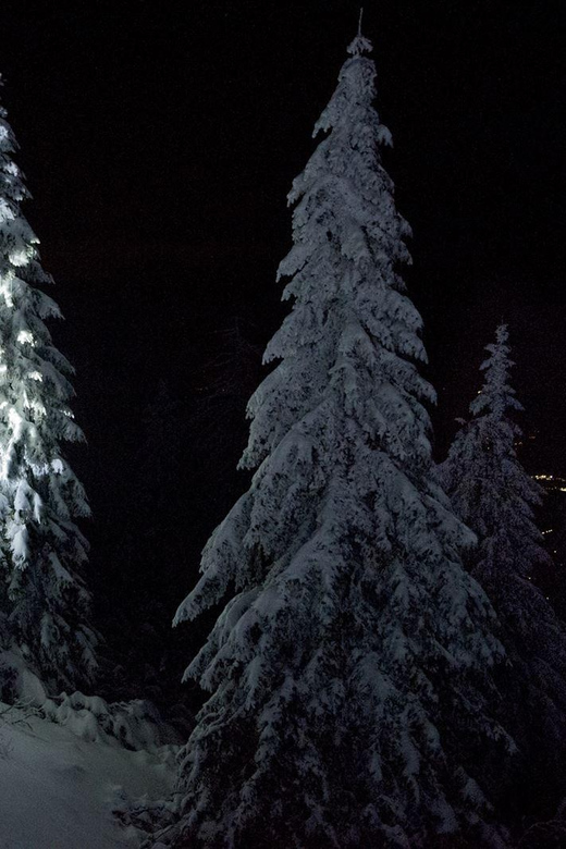 Night Snowshoeing Lapland Experience - Headlights, snow, and the forest route