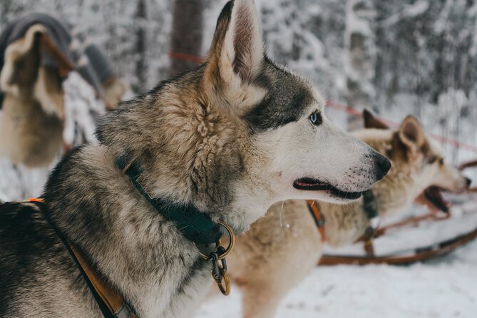 Nulkki Husky Adventure - Leaving Rovaniemi in winter gear