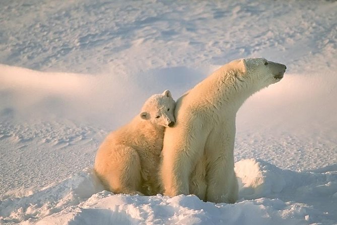 Ounasvaara and Ranua Zoo - Key points about the Ounasvaara and Ranua day trip