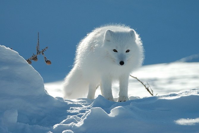 Ounasvaara and Ranua Zoo - Ranua Wildlife Park and its Arctic animals