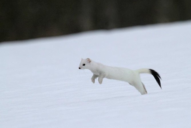 Ounasvaara and Ranua Zoo - What the guides add to the outing