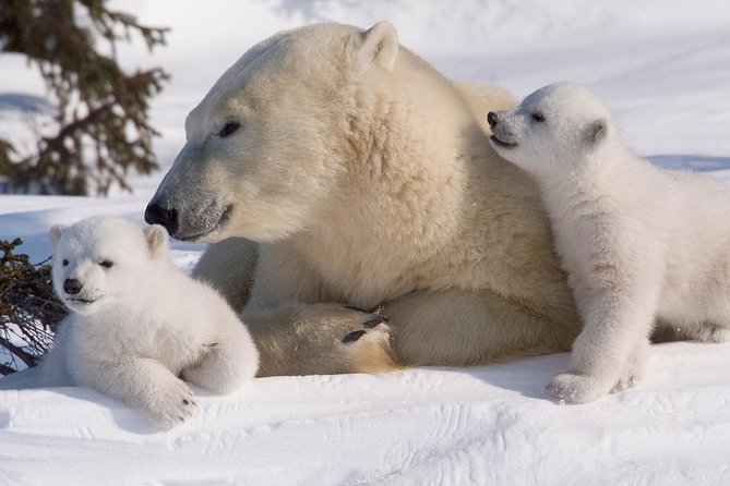 Ounasvaara and Ranua Zoo - Buffet lunch and the value of the $263.70 price