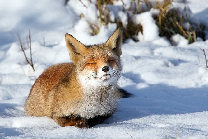 Ounasvaara and Ranua Zoo - Walking conditions, weather, and the vehicle