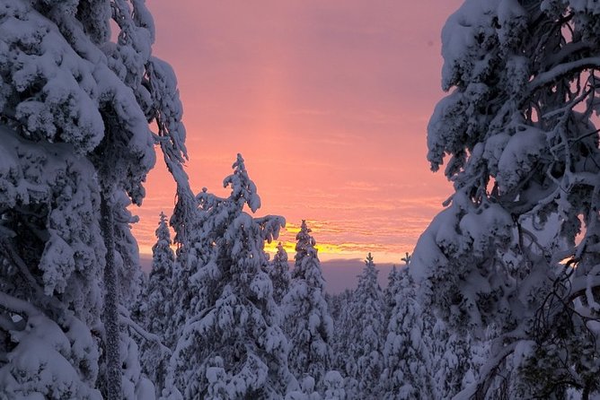Ounasvaara and Ranua Zoo - Who will enjoy this tour most?
