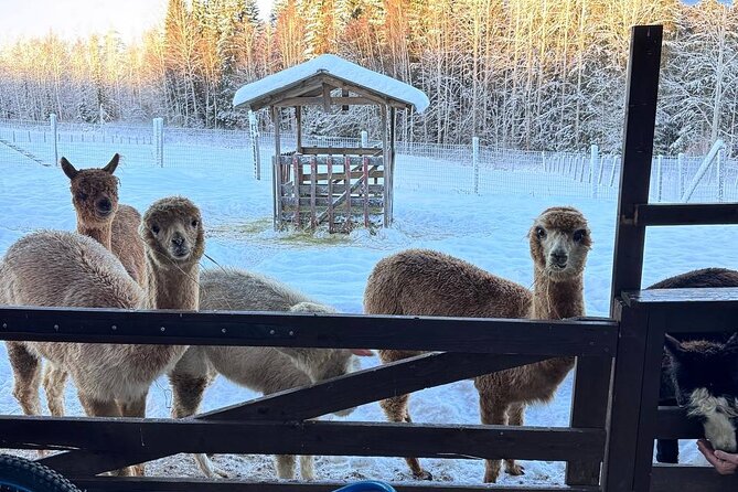 PRIVATE Alpaca Guided Forest Walk + Feeding Helsinki - From Helsinki streets to Klaukkala forest