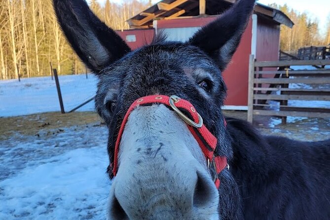 PRIVATE Alpaca Guided Forest Walk + Feeding Helsinki - What the guides add to the experience