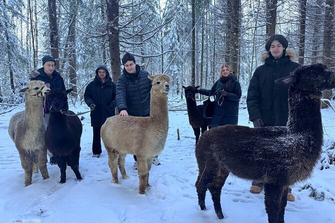 PRIVATE Alpaca Guided Forest Walk + Feeding Helsinki - Is $239.65 per person fair?