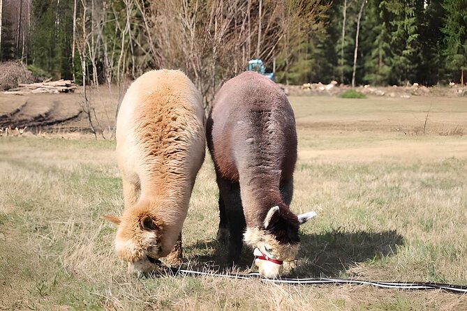 PRIVATE Alpaca Guided Forest Walk + Feeding Helsinki - Practical timing, weather, and cancellation