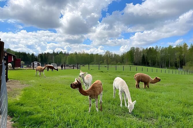 PRIVATE Alpaca Guided Forest Walk + Feeding Helsinki - Who should book this alpaca walk?