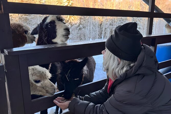 PRIVATE Alpaca Guided Forest Walk + Feeding Helsinki - Inside the alpaca enclosure