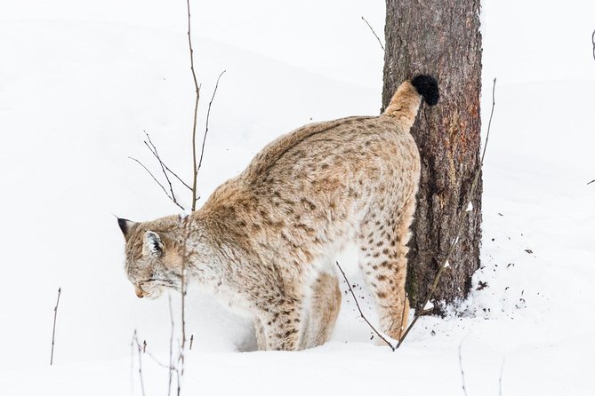 Private Ranua Zoo tour - Entering Ranua’s Arctic animal world