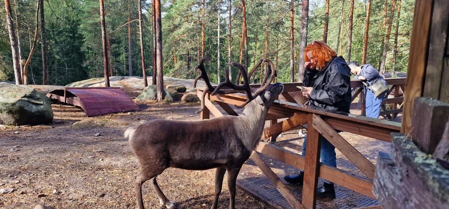 PRIVATE Reindeer Park Adventure by VIP Car - The 30-minute drive from Helsinki, Espoo, or Vantaa