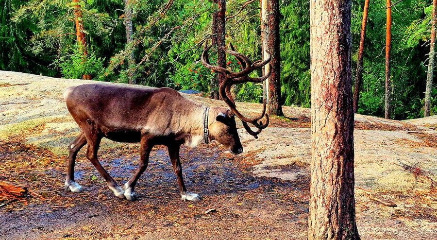 PRIVATE Reindeer Park Adventure by VIP Car - Feeding Santa’s reindeer with moss