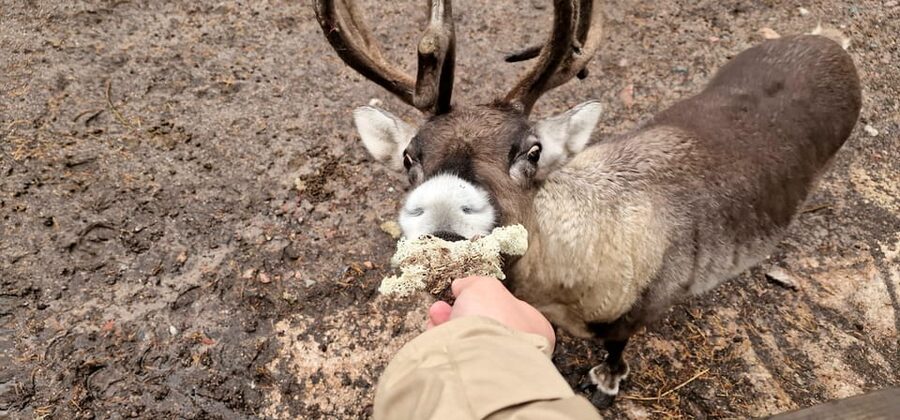 PRIVATE Reindeer Park Adventure by VIP Car - Wildlife viewing and the sound of silence