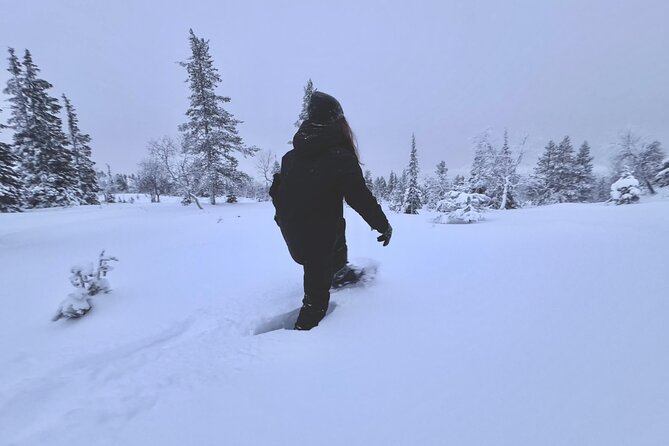 Private: Snowshoeing Safari in spectacular National Park - Key points to know