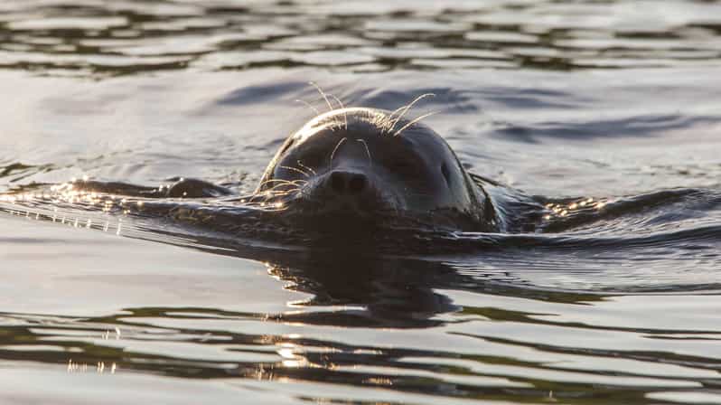 Puumala: Lake Saimaa Seal Watching Cruise - Key points at a glance