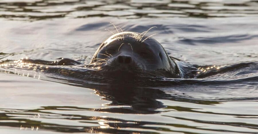 Puumala: Lake Saimaa Seal Watching Cruise - What Captain Arto adds to the experience