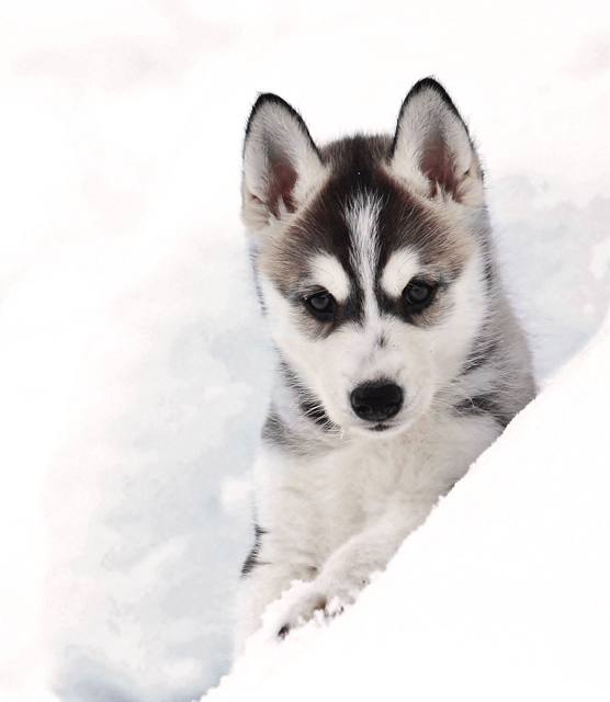 Pyhätunturi: Husky Safari including Farm Visit - A short sled ride with a real farm visit
