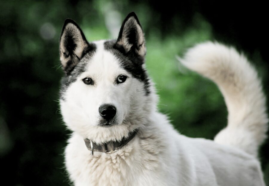 Pyhätunturi: Husky Safari including Farm Visit - Preparing for the six-dog team