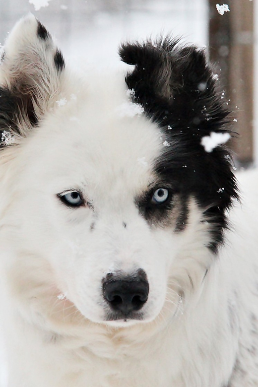 Pyhätunturi: Husky Safari including Farm Visit - Berry juice by the campfire