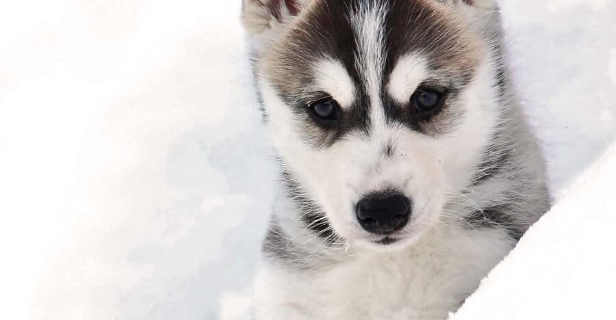 Pyhätunturi: Husky Safari including Farm Visit - Timing, clothing, and arrival advice