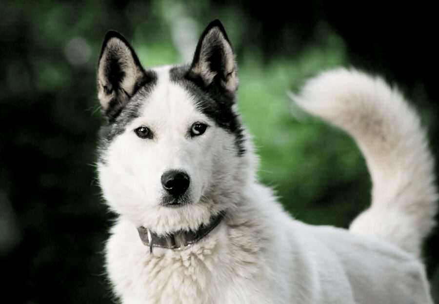 Pyhätunturi: Husky Safari including Farm Visit - FAQ