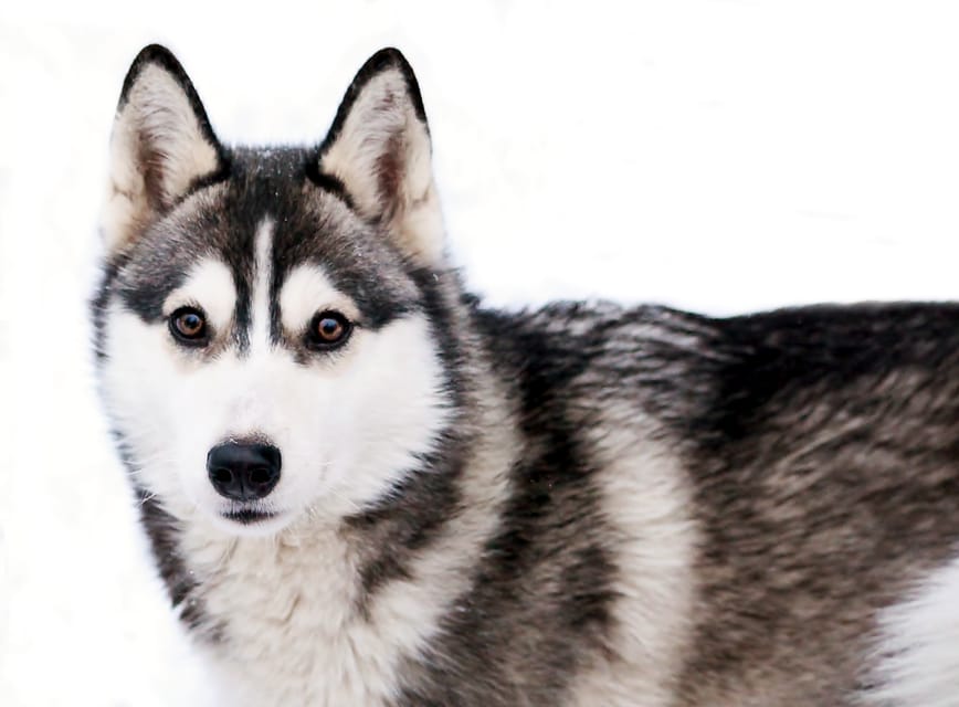Pyhätunturi: Husky Safari including Farm Visit - What the 30-minute ride feels like