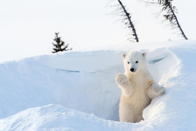 Ranua Wildlife Park Day: Visit the Arctic Animals - Why Ranua is worth the one-hour drive