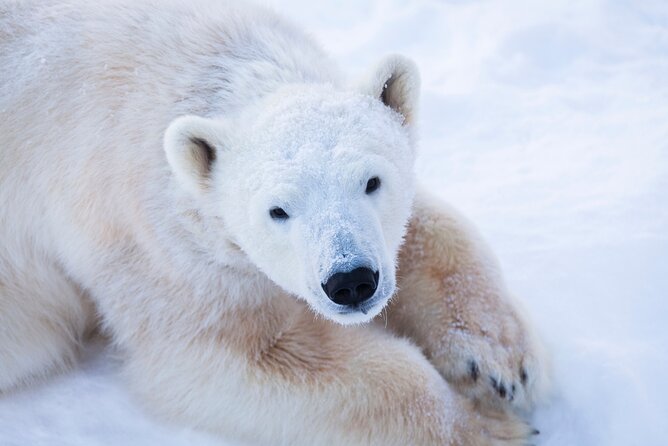 Ranua Wildlife Park Day: Visit the Arctic Animals - Starting in Rovaniemi and choosing your pickup