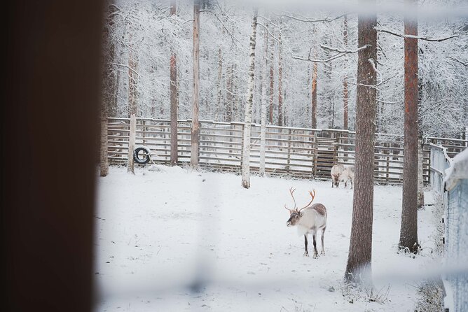 Ranua Wildlife Park Day: Visit the Arctic Animals - The polar bear question