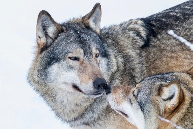 Ranua Wildlife Park Day: Visit the Arctic Animals - What the $154 price includes