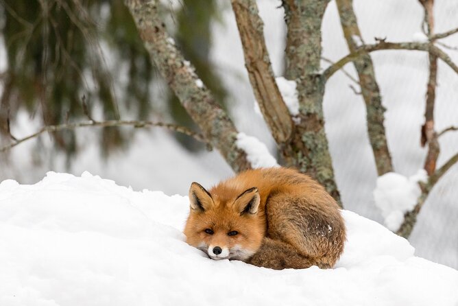Ranua Wildlife Park Day: Visit the Arctic Animals - Booking details that can save you trouble