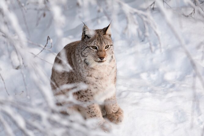Ranua Wildlife Park Day: Visit the Arctic Animals - The 2.5 km route through snowy woodland