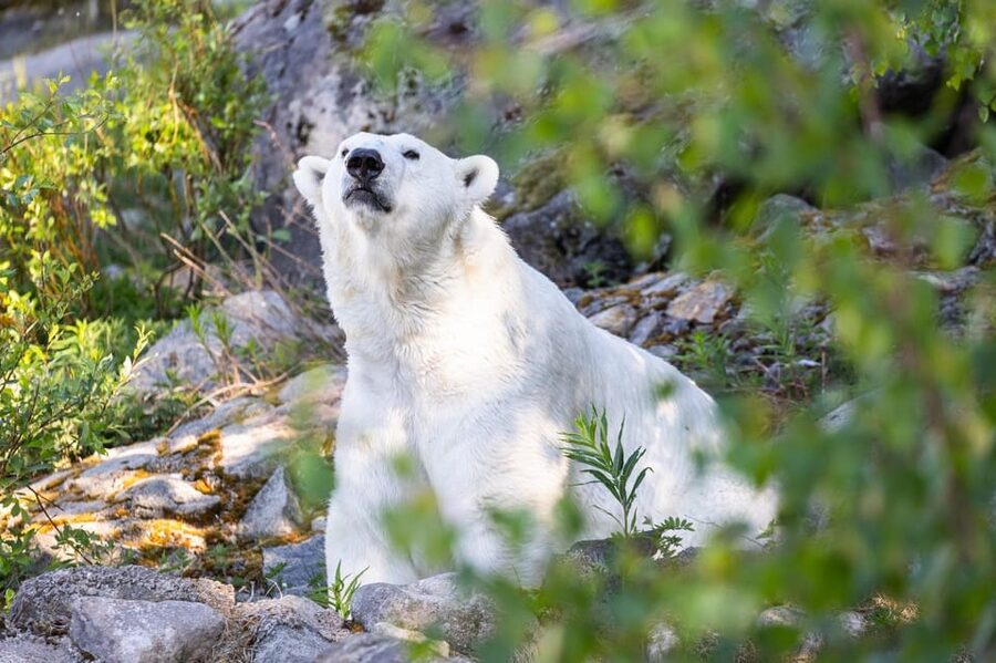 Ranua: Wildlife Park Entrance Ticket - A forest walk built around Arctic wildlife