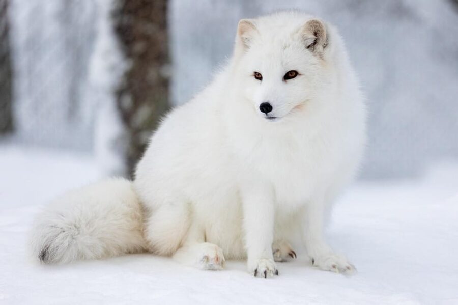 Ranua: Wildlife Park Entrance Ticket - Visiting in winter means preparing for the cold