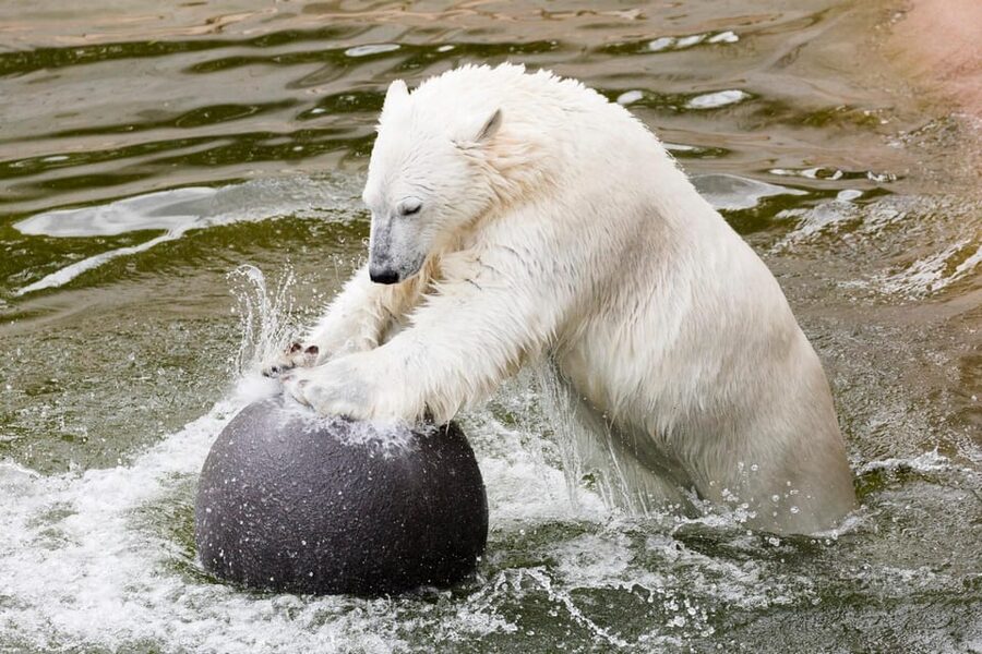 Ranua: Wildlife Park Entrance Ticket - Is the $31 ticket good value?