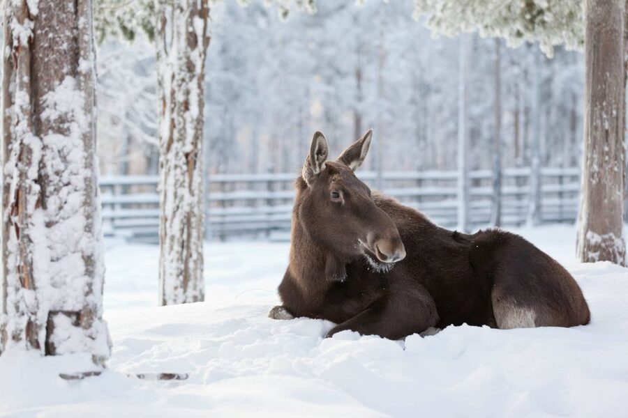 Ranua: Wildlife Park Experience with Buffet Lunch - Why the winter setting changes the visit