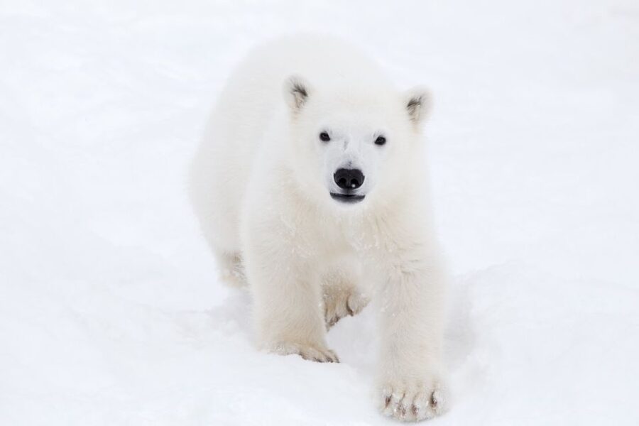 Ranua: Wildlife Park Experience with Buffet Lunch - Arctic animals, from owls to polar bears