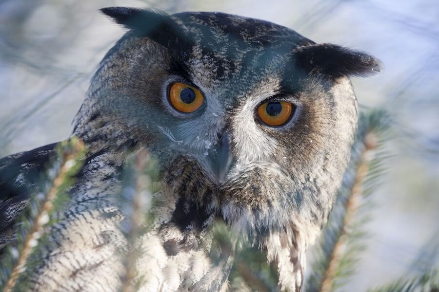 Ranua Wildlife Park Guided Tour from Rovaniemi - Key points to know before booking