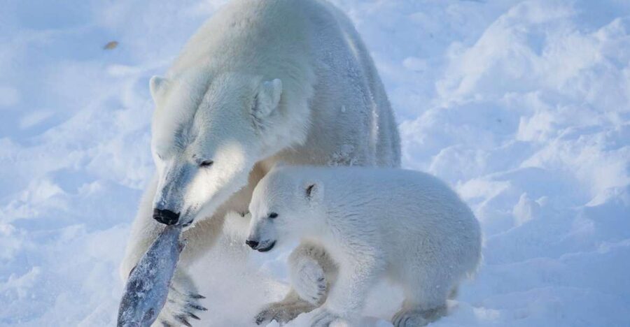 Ranua Wildlife Park Guided Tour from Rovaniemi - Booking and cancellation details
