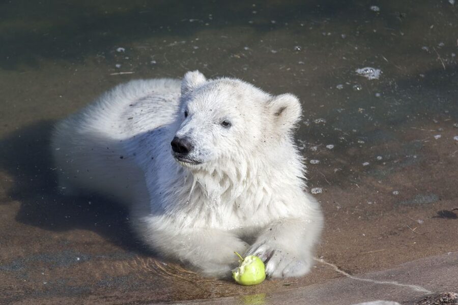 Ranua Wildlife Park Guided Tour from Rovaniemi - Walking through the Arctic forest enclosures