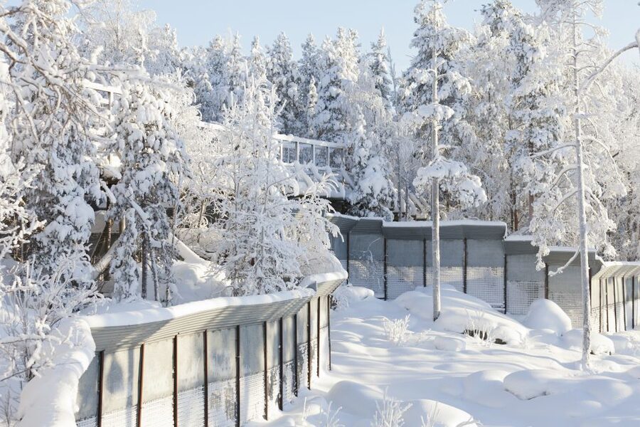 Ranua Wildlife Park Guided Tour from Rovaniemi - Meeting the polar bears