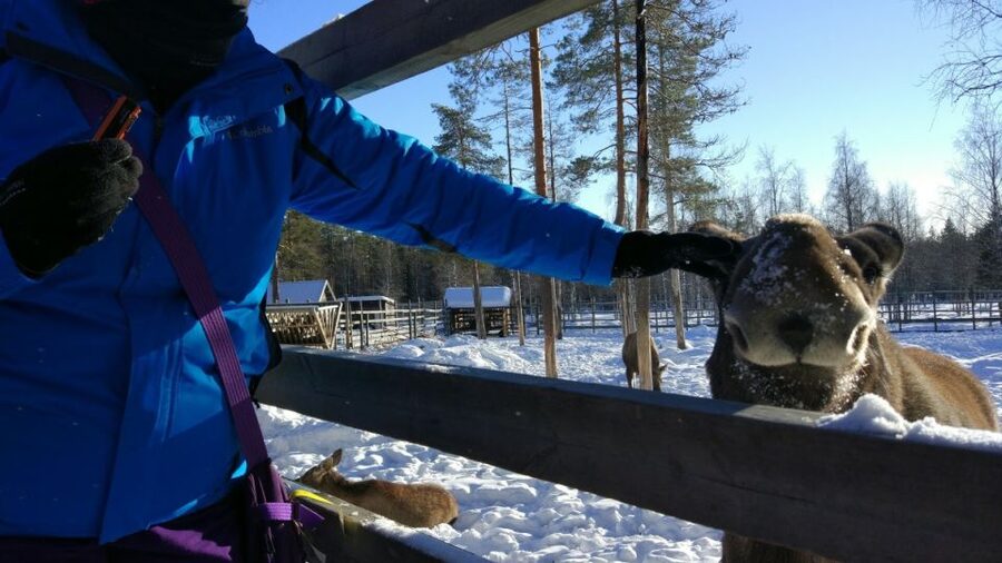 Ranua Wildlife Park Guided Tour from Rovaniemi - The coffee and sweets stop after the animals